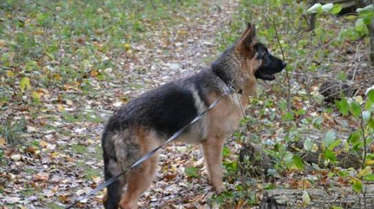 Løsgående Hunde i Arrild ferieby